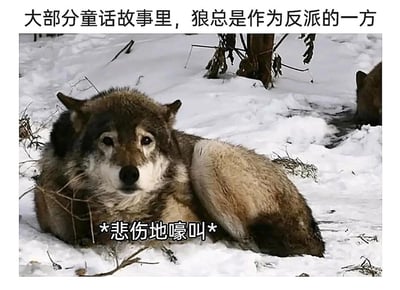 这是一张拟人化的搞笑梗图，顶部配有文字“大部分童话故事里，狼总是作为反派的一方”，图片主体是一只趴在雪地中的真实野狼，它神情落寞，毛发杂乱，整体姿态显得萎靡不振，底部配有拟人化的文字“*悲伤地嚎叫*”。创作者将经典童话中狼的固定反派设定，与现实中狼的落寞状态相结合，用拟人化的方式调侃狼在童话叙事里一直被塑造成负面角色的“悲惨命运”，营造出一种既搞笑又略带同情的反差氛围，引发对童话角色设定的趣味吐槽。