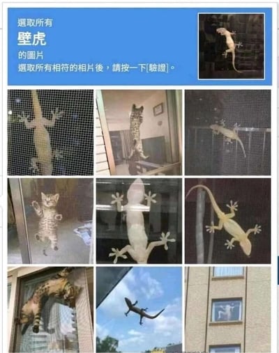 这是一张模仿网站人机验证界面的趣味图片，界面顶部配有中文提示文字，要求用户选取所有包含壁虎的图片。界面以类九宫格形式展示了10张图片（含顶部示例图），其中混杂了多只真实的壁虎：有浅色、白色、深色等不同形态，分别攀爬在网格、玻璃、墙面，甚至有一只在空中；还有多张被修改姿势或摆出姿势的猫咪，这些猫咪被处理成贴附在玻璃上、模仿壁虎攀爬形态的样子，制造出视觉混淆的效果，让用户在“选出壁虎”的任务中产生判断困扰，以此调侃人机验证的识别逻辑，同时通过猫咪模仿壁虎的反差感制造趣味笑点。