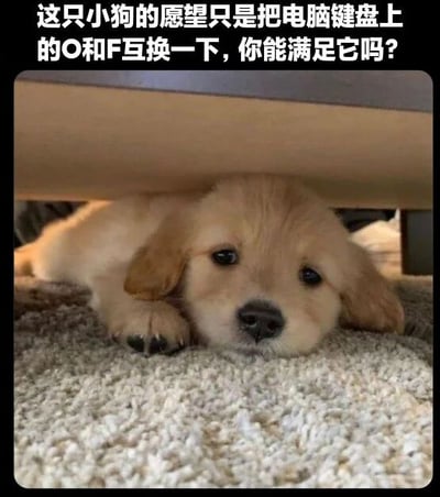 图片中是一只可爱的金毛幼犬，它趴在地毯上，从桌子底下探出头来，眼神无辜地望着前方。图片上方配有文字：“这只小狗的愿望只是把电脑键盘上的O和F互换一下，你能满足它吗？”，整体营造出一种俏皮又萌的氛围，让人忍不住心生喜爱。