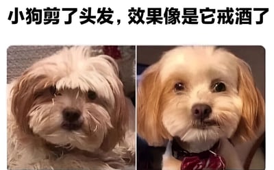 图片为左右对比图，展示同一只小狗理发前后的变化。左边小狗毛发较长且凌乱，遮住眼睛，表情显得有些迷茫颓废；右边小狗毛发修剪整齐，眼睛明亮有神，表情清醒专注。上方配有文字'小狗剪了头发，效果像是它戒了酒了'，通过幽默的方式比喻理发后小狗精神状态的显著改善，如同戒酒成功一般焕然一新。
