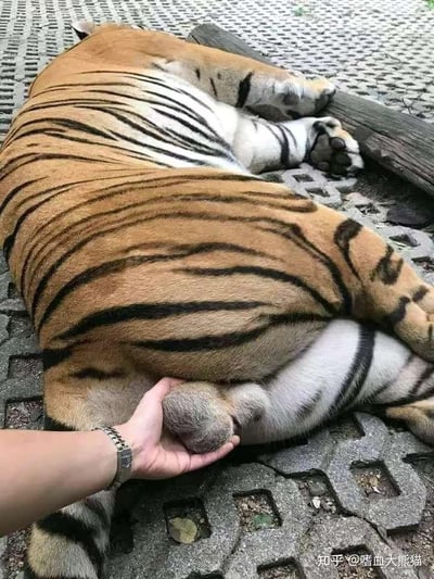 这张图片呈现了一个充满趣味的视觉错位场景：一只老虎侧躺在带镂空设计的水泥地砖上，正处于熟睡状态，姿态放松。一只佩戴金属手链的手托在老虎的尾部位置，从视觉上看仿佛是握住了老虎的睾丸，但实际上是利用老虎尾巴根部的毛球和身体结构形成的视觉错觉。这种错位效果制造出一种看似大胆惊险、实则毫无危险的反差感，带来强烈的搞笑滑稽氛围。