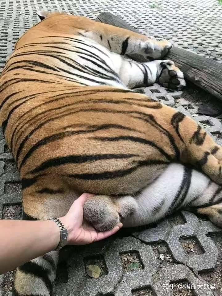 老虎