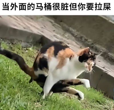 图片展示了一只三色猫在户外草地上准备排便的场景，上方配有文字'当外面的马桶很脏但你要拉屎'，通过猫的姿势和文字结合，幽默地表达了人们在遇到脏公共厕所但又急需如厕时的无奈处境。