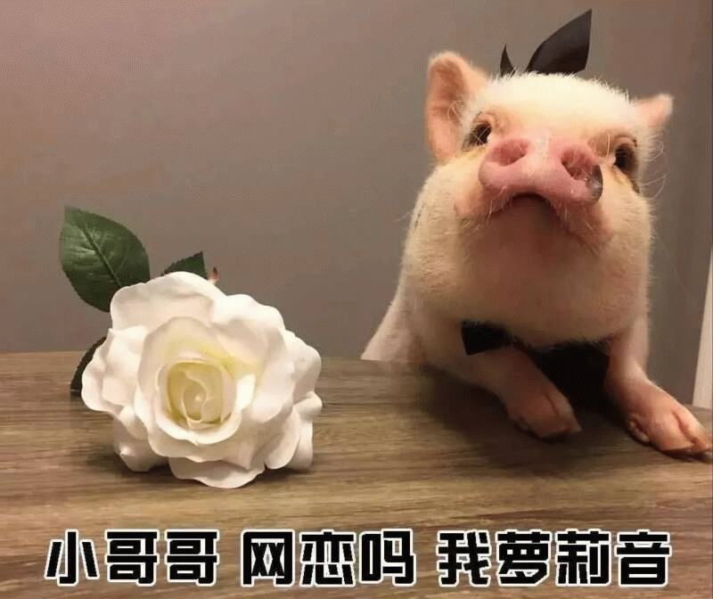 戴领结小猪问：小哥哥网恋吗我萝莉音