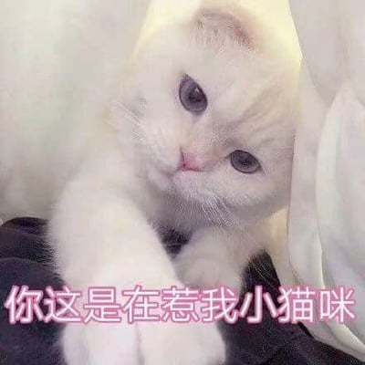 图片中是一只白色的猫咪，毛发蓬松柔软，有着一双圆溜溜的大眼睛，正微微仰头看向斜上方，表情显得既无辜又带着一丝俏皮。猫咪似乎正趴在柔软的物体上，前爪自然伸出。图片底部有一行粉色的文字：“你这是在惹我小猫咪”，整体营造出一种可爱又略带撒娇的氛围。