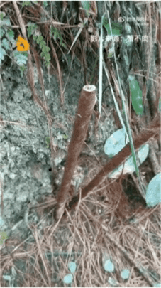 这是一张原始拍摄的竖屏照片，画面中的植物根茎因视觉错位效果，看起来如同一双站立的人类双腿，根茎顶端的截断处形似裤脚边缘，周围环绕着泥土、杂草与小型绿植，营造出趣味十足的视觉错觉，让人第一眼容易产生误解。