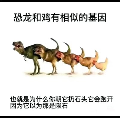 这是一张结合科学冷知识的搞笑梗图，上方配有文字“恐龙和鸡有相似的基因”，下方配文“也就是为什么你朝它扔石头它会跑开 因为它以为那是陨石”，中间通过图像合成技术制作了从霸王龙逐步过渡到家鸡的连续形象。图中利用“恐龙因陨石撞击灭绝”的科普常识，将鸡被扔石头就逃跑的行为幽默地关联到恐龙的“远古记忆”，用夸张的联想制造笑点，把严肃的基因关联知识转化为轻松趣味的内容，适合在网络社交平台传播，以调侃的方式科普相关冷知识。