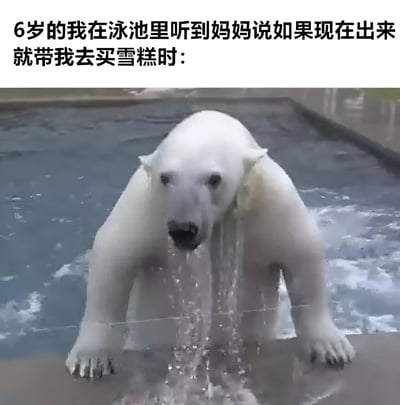 图片上方配有文字：'6岁的我在泳池里听到妈妈说如果现在出来就带我去买雪糕时：'，下方是一张北极熊从泳池中攀爬出来的照片，北极熊身体前倾，口鼻处有水滴滴落，眼神专注，仿佛急切地想要离开泳池。图片通过将孩子听到买雪糕时的急切反应与北极熊爬出泳池的动作进行幽默类比，展现了童年时期对美食诱惑的纯真渴望，整体风格轻松搞笑。