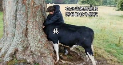 这是一张搞笑社交梗图，画面中一头黑白花色的奶牛将头埋进粗壮的大树树根缝隙里，奶牛身上标注文字“我”，旁边一名穿着深色连帽外套的男子双手按在奶牛身上，图片右上角配文“在公共场合喊我网名的社牛朋友”，用谐音和具象的画面，调侃社恐人群被性格外向的社牛朋友在公共场合喊出自己的网名时，尴尬到想找地方躲起来的社死心态，其中“社牛”的“牛”与画面中的奶牛形成谐音梗，趣味十足。