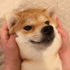 被rua脸的快乐柴犬 眼睛都眯成月牙啦