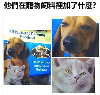 图片顶部有醒目的黑色中文标题“他们在宠物饲料里加了什么?”，下方由三张图片拼接而成。左侧是宠物镇静产品的包装图，蓝色背景上印有“All Natural Calming Product”“BITE SIZE SOFT CHEWS”“Helps Anxiety and Nervous Behavior”等英文说明，包装上有一只棕色的狗和一只灰色的猫；中间是包装上棕色狗的脸部特写，眼神呆滞、表情异常淡定；右侧是灰色猫的脸部特写，同样眼神平静、面无表情。整体通过动物过于镇定的表情，幽默地质疑宠物饲料中是否添加了特殊成分。