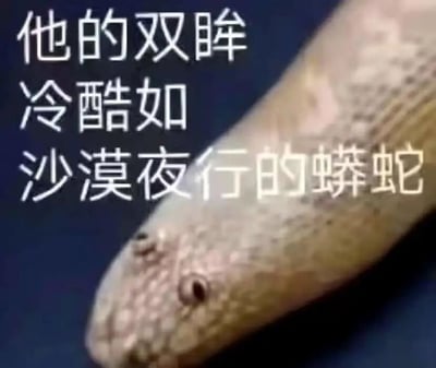 图片展示了一条蟒蛇的头部特写，蛇身呈浅棕色并带有鳞片纹理，背景为深蓝色。左侧配有白色文字：“他的双眸冷酷如沙漠夜行的蟒蛇”，通过夸张的比喻将眼神与蟒蛇的冷酷特质联系起来，形成幽默又略带戏剧性的效果。