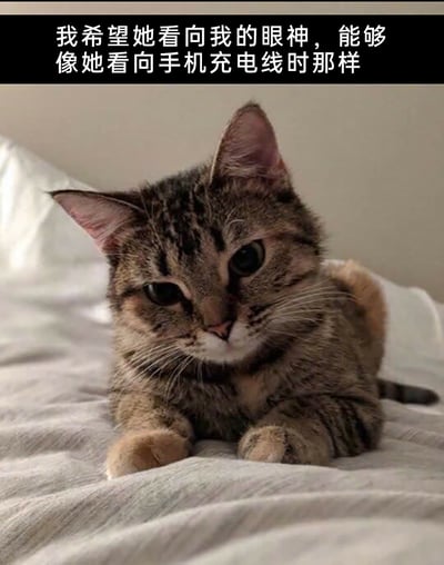 这是一张顶配底文的静态单图，画面主体是一只趴在浅色床单上的狸花猫，它眼神低垂，表情委屈失落，看起来可怜巴巴。图片上方配有拟人化的文案“我希望她看向我的眼神，能够像她看向手机充电线时那样”，以猫咪的视角，吐槽自己在主人心中的地位甚至不如手机充电线，用幽默又略带心酸的方式，表达出宠物渴望被主人关注、重视的情绪，精准戳中了不少宠物主人忽略宠物感受的日常场景，容易引发养宠人群的共鸣。