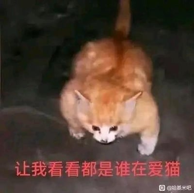 这是一张经过P图改编的趣味梗图，原本的橘猫被修改成弯腰探头的滑稽姿态，眼神好奇又专注，仿佛在“查房”一般。图下方配文“让我看看都是谁在爱猫”，用拟人化的方式，精准戳中爱猫人士的喜好，整体风格搞笑又可爱，适合在社交场景中和同好互动。
无谐音梗、双关或暗示内容。