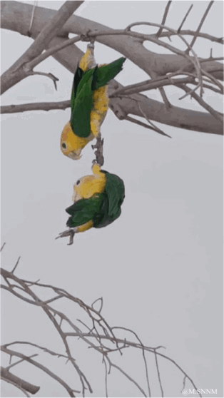 这是一段趣味动态GIF，画面中两只黄头绿身的鹦鹉分别倒挂在一根干枯树枝的上下位置，头部相对，看起来仿佛在互动，视觉上形成了有趣的对称错位效果。背景是灰白的天空，树枝光秃，整体场景充满了自然的呆萌感，让人觉得十分搞笑有趣。