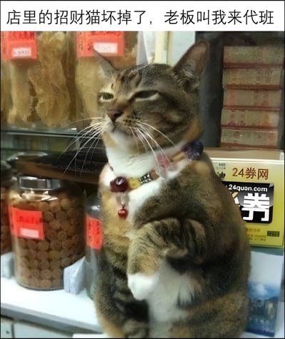 一只虎斑猫站立在店铺货架前，脖子上戴着带有红色和黄色珠子的项圈，前爪微微抬起，模仿招财猫的姿势。背景中可见多个玻璃罐，里面装着干货类商品，罐身贴有红色价格标签。图片上方配有文字“店里的招财猫坏掉了，老板叫我来代班”，通过拟人化的幽默手法，将猫咪塑造成临时顶替招财猫工作的“员工”，营造出轻松诙谐的氛围。