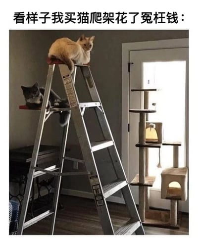 室内场景中，一架金属梯子上趴着两只猫咪：一只橘猫坐在梯子顶端，一只黑白猫趴在中间横档上，姿态悠闲。梯子右侧摆放着一个崭新的猫爬架，却无人问津。图片上方配有文字“看样子我买猫爬架花了冤枉钱：”，幽默地展现了猫咪对梯子的偏爱远超专用猫爬架，让铲屎官感到无奈又好笑的日常。