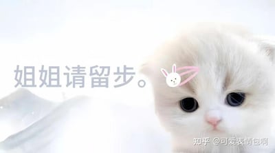 图片主体为一只白色猫咪，有着大大的黑色眼睛，头顶佩戴粉色兔子造型发夹。左侧配有灰色文字“姐姐请留步。”，背景为浅色。右下角有水印“知乎 @可爱表情包啊”。该图是2024年底爆火的“古风小生”梗的衍生作品，将原梗中的古装人物形象替换为可爱猫咪，保留了半文半白的标志性语录，营造出俏皮萌趣的效果。