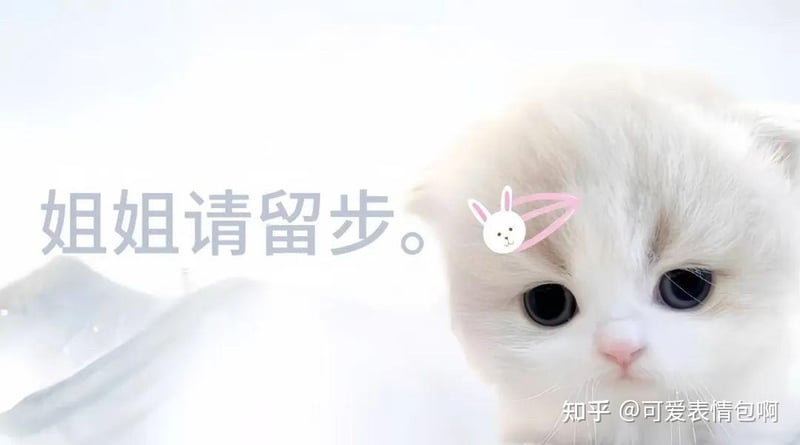 猫咪版姐姐请留步