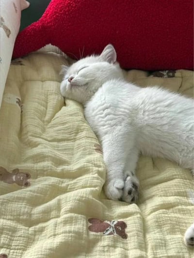 图片展示了一只白色小猫正惬意地熟睡在带有小熊图案的浅黄色褶皱床品上，它双眼紧闭，嘴角微微上扬，露出放松又满足的神态，一只前爪自然搭在另一只前爪上，身体舒展，背景处还有一个红色的毛绒靠垫，整体画面氛围温馨治愈，传递出一种慵懒闲适的感觉，尽显宠物日常的可爱瞬间。