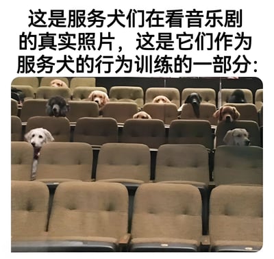 图片展示了一个剧院场景，多只服务犬分别坐在不同的棕色剧院座椅上，它们的头从座椅靠背上方探出来，似乎在专注地观看前方。图片上方配有文字说明这是服务犬们在看音乐剧的真实照片，是它们作为服务犬的行为训练的一部分。整个画面呈现出一种温馨而有趣的氛围，展示了服务犬训练中的特殊场景。