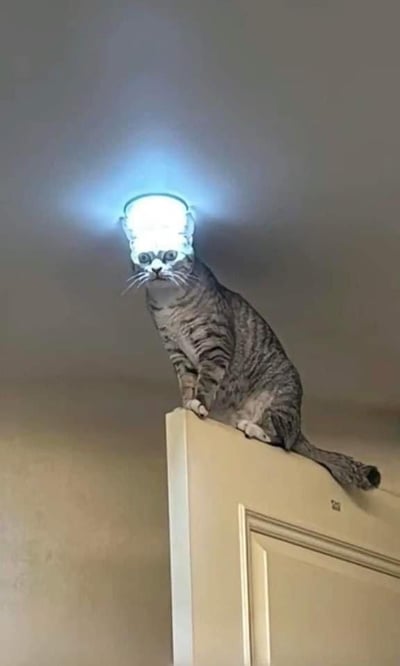 这是一张利用视觉错位效果打造的搞笑静态图，一只虎斑猫咪蹲在室内门的顶端，由于拍摄角度的巧合，猫咪头部正上方的天花板吸顶灯刚好和猫咪头部位置重合，从画面上看仿佛猫咪头顶长出了一盏发光的灯，如同自带“圣光”一般。猫咪一脸平静地蹲在门上，这种意外的视觉组合制造出强烈的滑稽反差感，让人觉得十分有趣。