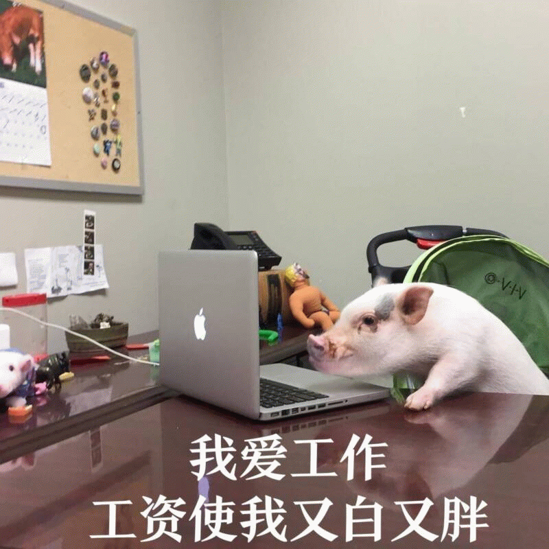 小猪上班表情包：我爱工作，工资使我又白又胖