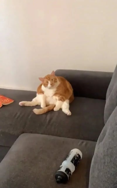 一只橘黄色胖猫以非常松弛的姿势瘫坐在沙发上，看起来十分慵懒和无精打采。配合沙发和水壶等日常家居场景，整张图营造出猫咪仿佛“人类躺平”的既视感，极易引发共鸣，常用于表达懒散、无奈或者状态摆烂的情绪。

没有明显的双关、谐音梗或特殊暗示，但猫咪的姿态很容易被网友用于“破防”、“葛优瘫”等相关网络梗图二次创作。