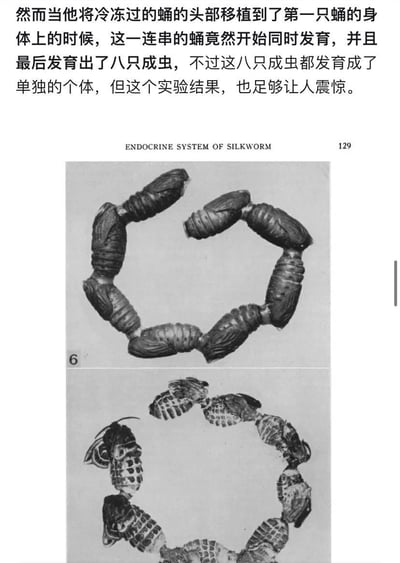图片展示了蚕的内分泌系统实验结果，上方配有中文说明文字，描述了一个令人震惊的科学实验：将冷冻过的蛹的头部移植到另一只蛹的身体后，这一连串的蛹同时发育，最终形成八只独立的成虫个体。下方是两张黑白实验图片，显示了排列成环形的蚕蛹样本。