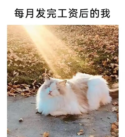 这张图片中，一只毛茸茸的猫咪在阳光下闭眼享受，看起来非常满足和惬意。配文“每月发完工资后的我”传达了一种上班族在领到工资后的放松和幸福感，仿佛生活中的压力都被温暖的阳光融化了。整体风格轻松幽默，自带自嘲气息，展示了现代打工人“虽苦但欣慰”的心理状态。图片中的猫咪表现出自得其乐、小确幸的情绪，带有小幅度的双关，一方面指自己实感满足，另一方面也暗含“月光族”或工资一下就没的自嘲成分。