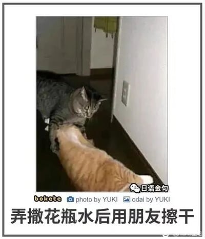 这是一张带边框的静态单图，属于文字加注的原始拍摄照片。画面中一只橘猫正低头舔舐一只灰猫的爪子，灰猫表情看起来有些无奈。图片底部配有拟人化的趣味文字“弄撒花瓶水后用朋友擦干”，将橘猫舔爪子的行为脑补成是弄撒水后，用朋友的爪子来擦干，把猫咪的日常互动赋予了人类调皮甩锅的场景，制造出诙谐搞笑的效果。
