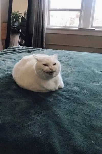 一只通体雪白的猫咪蜷缩在铺着深绿色床单的床上，身体团成圆形。它半眯着眼睛，嘴巴微张露出牙齿，表情傲娇中带着一丝不耐烦，仿佛在无声抗议被打扰。背景可见卧室窗户，窗帘半掩，透进自然光线，床头柜上的绿植增添了温馨感，整体场景展现出宠物日常的可爱瞬间。