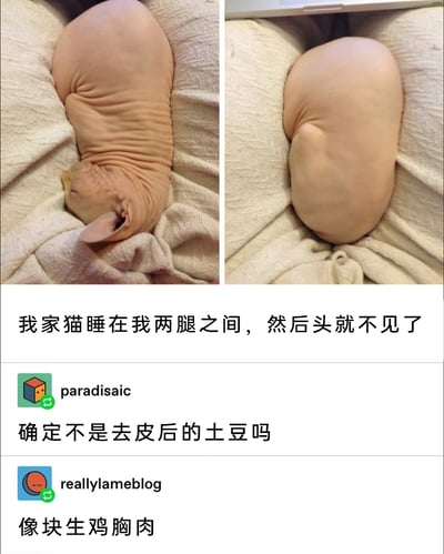 这是一张由实拍图和社交评论组成的趣味图文内容，上方是左右对比图：左侧是一只闭眼熟睡的无毛猫，蜷缩在布料上，露出带有褶皱的头部与身体；右侧是这只无毛猫睡在主人两腿之间的模样，头部完全被遮挡，光滑的身体看起来和食材高度相似。下方是原帖配文“我家猫睡在我两腿之间，然后头就不见了”，还有两条网友的搞笑评论：用户“paradisaic”调侃它像“去皮后的土豆”，用户“reallylameblog”则称它“像块生鸡胸肉”，整体通过将无毛猫的奇特外形与睡姿和常见食材关联，充满了诙谐趣味。