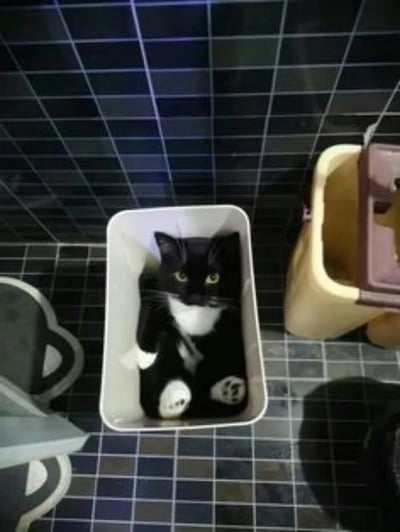 一张俯拍视角的照片，展示了一只黑白相间的猫正坐在一个白色长方形容器中。猫咪有着黑色的身体、白色的胸部和爪子，正用一双黄色的大眼睛直视镜头，表情显得有些警觉。背景是深蓝色的瓷砖墙和地面，右侧有一个黄色的垃圾桶带有紫色盖子。