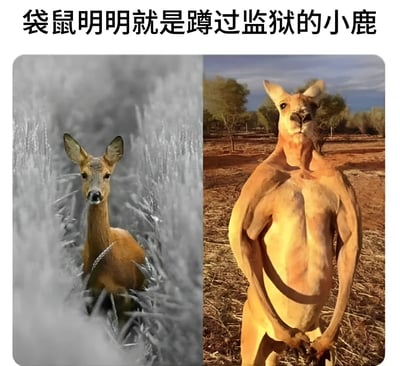 这是一张左右对比图，左侧是一只站在草丛中的小鹿，背景为黑白滤镜；右侧是一只肌肉发达的袋鼠，直立站立在荒野中，双手交叉于身前。图片上方配有文字“袋鼠明明就是蹲过监狱的小鹿”，通过幽默的方式将袋鼠和小鹿进行对比，暗示袋鼠的强壮体型像是小鹿经历牢狱之灾锻炼后的结果。