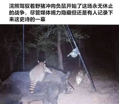 图片上半部分为黑色文字，描述“浣熊驾驭着野猪冲向负鼠开始了这场永无休止的战争，尽管媒体竭力隐藏但还是有人记录下来这史诗的一幕”。下半部分是一张夜间森林的红外相机照片，画面中一只浣熊正骑在野猪背上，前方不远处有一只负鼠面对它们站立，整体场景被配上荒诞的“史诗战争”叙事，营造出幽默搞笑的效果。