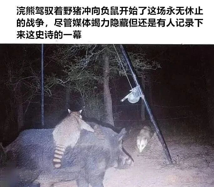 负鼠
