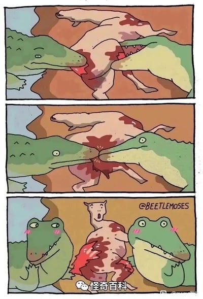 这是一幅三格连环卡通漫画，走脑洞反转的搞笑路线。第一格呈现出两只鳄鱼正在分食一头动物的血腥场景，鳄鱼表情冷漠，专注于撕扯动物的身体；第二格中，两只鳄鱼的嘴部在撕扯过程中碰到了一起，动物的身体被扯至中间，鳄鱼露出惊讶的表情；第三格则是剧情的大反转，原本被分食的动物突然变成了有着惊讶表情的完整形态，站在两只鳄鱼中间，而两只鳄鱼则脸红害羞，露出暧昧的笑意，原本的血腥分食场景瞬间变成了尴尬又搞笑的互动画面，利用视觉和剧情的强烈反差制造出荒诞的笑点。