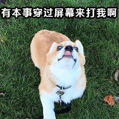 挑衅的柴犬：有本事穿过屏幕来打我啊