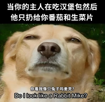图片上方有黑色背景白色文字：'当你的主人在吃汉堡包然后他只扔给你番茄和生菜片'，中间是一只金毛犬的特写面部，狗狗眼神半眯，嘴角微抿，表情中透着一丝无奈与疑惑。图片下方配有白色文字：'你看我像只兔子吗麦克? Do I look like a Rabbit Mike?'。通过拟人化的手法，幽默展现了狗狗面对主人只给汉堡中蔬菜部分时的内心吐槽，仿佛在质疑主人为何把自己当成爱吃素的兔子。
