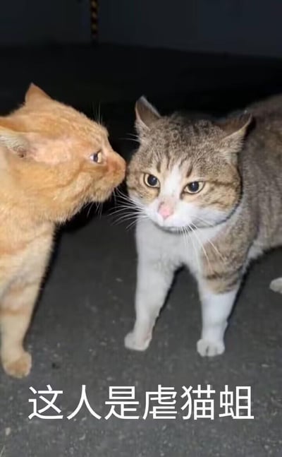 图片展示了两只流浪猫，左侧橘猫凑到右侧狸花白脚猫的耳边，仿佛在低语秘密，狸花白脚猫则一脸严肃警惕地看向镜头。图片下方配有文字「这人是虐猫蛆」，以猫咪“告密”的趣味形式，严肃谴责虐猫者，用诙谐的画面传递对虐猫行为的愤怒与抵制。