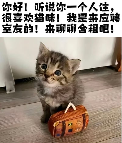 图片上方为黑色醒目文字：“你好！听说你一个人住，很喜欢猫咪！我是来应聘室友的！来聊聊合租吧！”，下方是一只棕灰色的小狸花猫，它睁着圆溜溜的大眼睛抬头望，毛发蓬松柔软，坐在浅色木地板上，身旁放着一个带有卡通图案的棕色迷你行李箱。整体画面通过拟人化手法，将小猫塑造成前来申请合租的“应聘者”，营造出可爱、温馨又略带幽默的氛围，非常贴合独居猫奴的喜好。