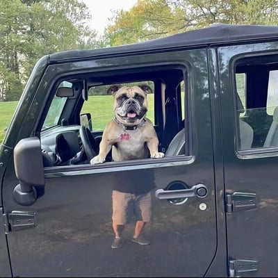A bulldog stands in the driver's seat of a black Jeep, with its front paws resting on the open window frame and a happy expression (tongue sticking out). The car door's reflective surface shows the lower body of a person (wearing shorts and sneakers), creating a humorous visual illusion that makes the dog appear to have human legs. The background features green grass and trees, indicating an outdoor setting.