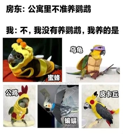图片上方配有文字对话，房东称“公寓里不准养鹦鹉”，而“我”则回应“不，我没有养鹦鹉，我养的是”。下方拼接了五张图片，分别是五只鹦鹉穿着不同造型的服装：左上角鹦鹉穿着黄色蜜蜂装，标注“蜜蜂”；右上角鹦鹉穿着棕色乌龟壳装并戴紫色眼罩，标注“乌龟”；左下角鹦鹉穿着黄色公鸡装，标注“公鸡”；中间下方鹦鹉处于深色环境类似蝙蝠栖息状态，标注“蝙蝠”；右下角鹦鹉穿着黄色皮卡丘装，标注“皮卡丘”。通过给鹦鹉穿上其他动物或卡通角色的服装，幽默地规避房东“不准养鹦鹉”的规定，形成搞笑效果。