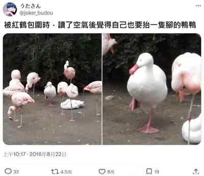 这是一张来自推特（现X平台）的社交媒体截图，由左右两张实拍照片拼接而成。左侧照片中，数只火烈鸟以标志性的单脚站立姿态或低头整理羽毛的状态聚集在一起，其中混着一只白色的鸭子；右侧照片是这只鸭子的特写，它学着周围火烈鸟的样子，抬起了一只脚，单脚站立在地面上，试图融入火烈鸟的群体。推文配文用幽默的语气描述这只鸭子‘被火烈鸟包围时，读懂空气后觉得自己也要抬一只脚’，生动地表现出鸭子模仿群体行为的可爱又滑稽的场景，让这张图因为动物的有趣模仿行为而充满笑点与治愈感。