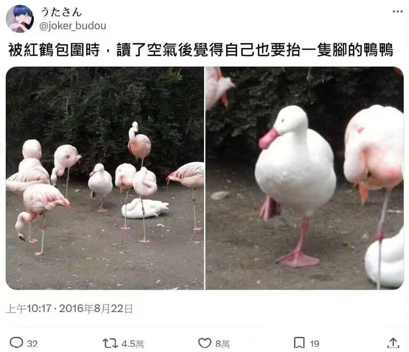 鸭子