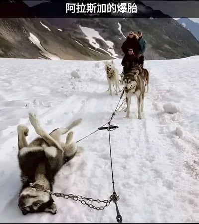 图片展示了一个雪地场景，背景是覆盖着少量积雪的山脉。前景中有一队雪橇犬正在拉雪橇，雪橇上坐着两个人。特别引人注目的是，队伍最前面的一只阿拉斯加雪橇犬四脚朝天躺在雪地上，像一个"爆胎"的轮胎一样无法前进，而其他狗则站立着。图片上方配有文字"阿拉斯加的爆胎"，这是一个谐音双关梗，将阿拉斯加雪橇犬比作"轮胎"，而躺下的狗则被幽默地称为"爆胎"。