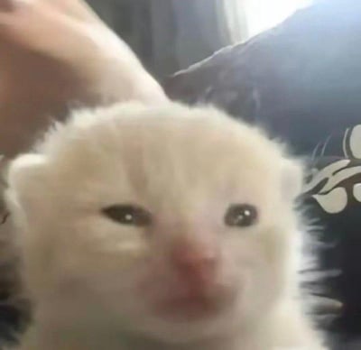 图片为一只白色小猫的近距离特写，小猫有着大大的圆眼睛，鼻头略带粉色，毛发蓬松柔软。背景中可见一只人手正在轻轻抚摸小猫，旁边还有深色带有白色花纹的布料。小猫表情看起来无辜又好奇，整体画面充满温馨治愈的氛围，展现了萌宠的可爱瞬间。
