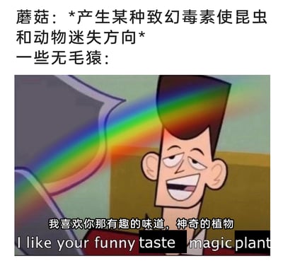 这是一张反差感拉满的搞笑梗图，顶部文字说明蘑菇会分泌致幻毒素，目的是让昆虫和动物迷失方向，而将人类调侃为“无毛猿”；配图是改编自美国动画《克隆高校》的JFK卡通角色截图，角色一脸陶醉迷离，旁边搭配彩虹特效，配文“我喜欢你那有趣的味道，神奇的植物”，通过动物对致幻蘑菇的躲避反应和人类主动喜爱的态度形成强烈反差，以此制造幽默效果，调侃人类对致幻蘑菇的特殊好奇与尝试行为。