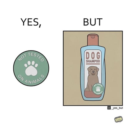 这是一张“YES, BUT”系列的讽刺梗图，左侧是带有爪印图案的“NOT TESTED ON ANIMALS（未在动物身上测试）”标识，代表商品的无动物测试认证；右侧是一瓶标注“DOG SHAMPOO（狗狗香波）”的产品，同样带有这个无动物测试标识。

其中的讽刺点在于：狗狗香波的使用对象就是狗，却宣称“未在动物身上测试”，逻辑上完全矛盾——不在狗身上测试，无法验证这款香波对狗是否安全可用，用这种反差制造黑色幽默，吐槽了无动物测试标签在特定商品上的不合理性。